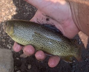 Apache Trout in Greer, Arizona