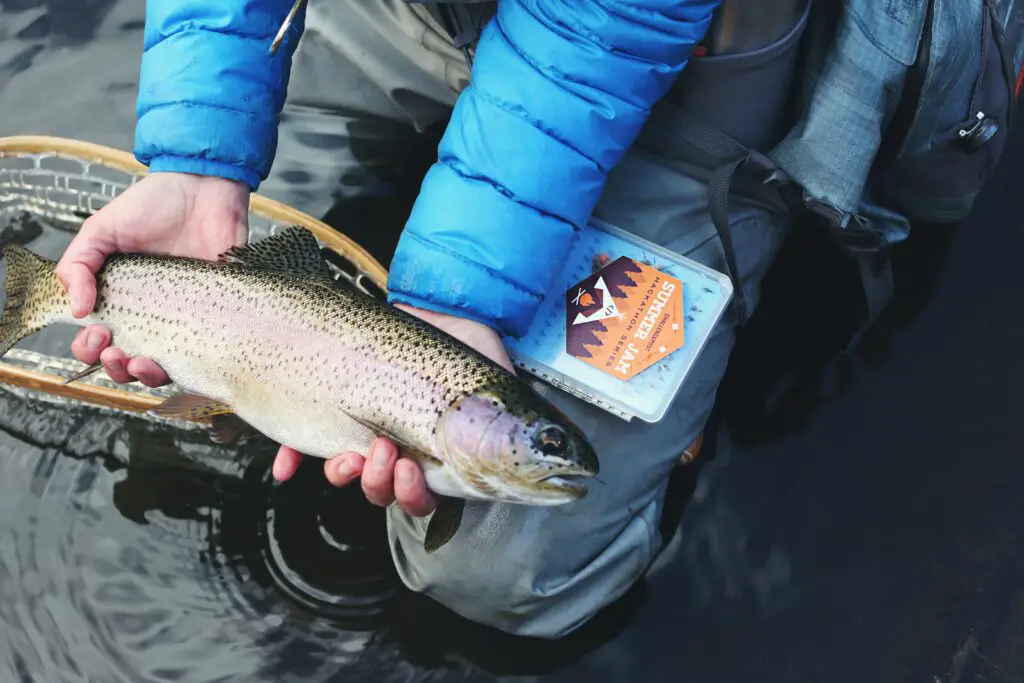 Holding a lake trout catch