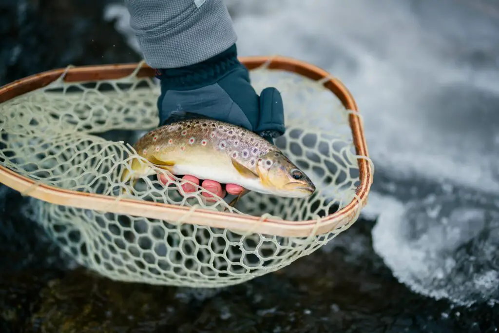 catching a trout in a net